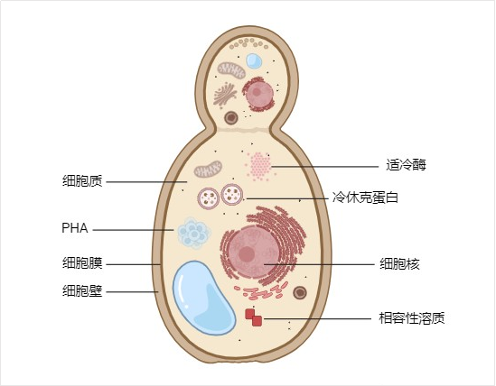 低溫微生物細(xì)胞結(jié)構(gòu).png